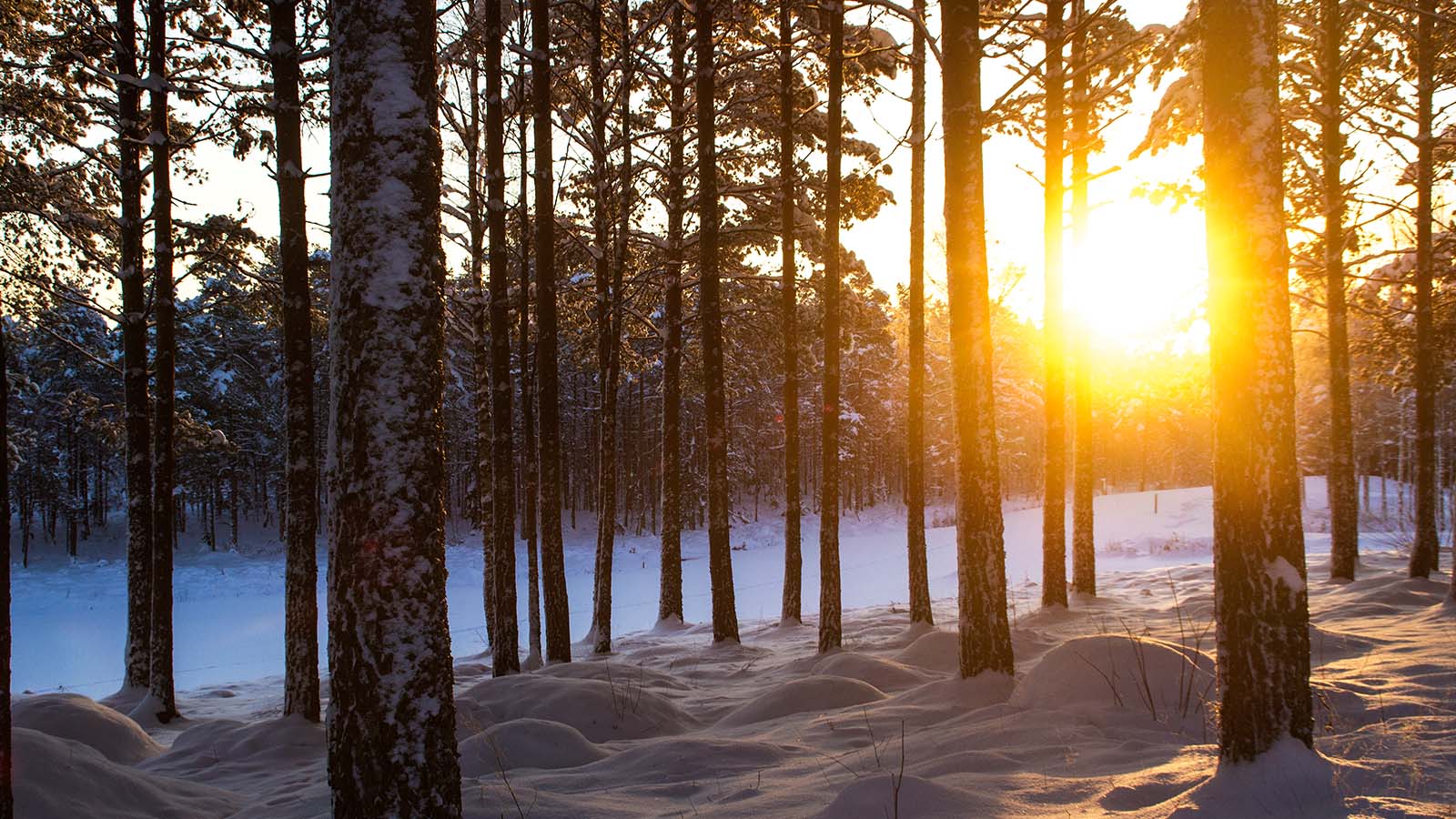 F Rhoppningar 2024 Skogsindustrierna   Vinterskog 